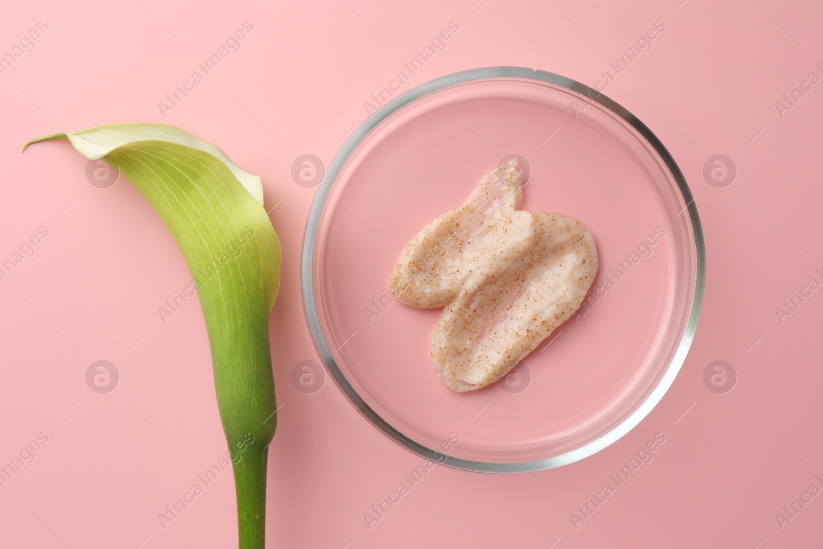 Photo of Petri dish with cosmetic product and calla lily flower on pink background, flat lay