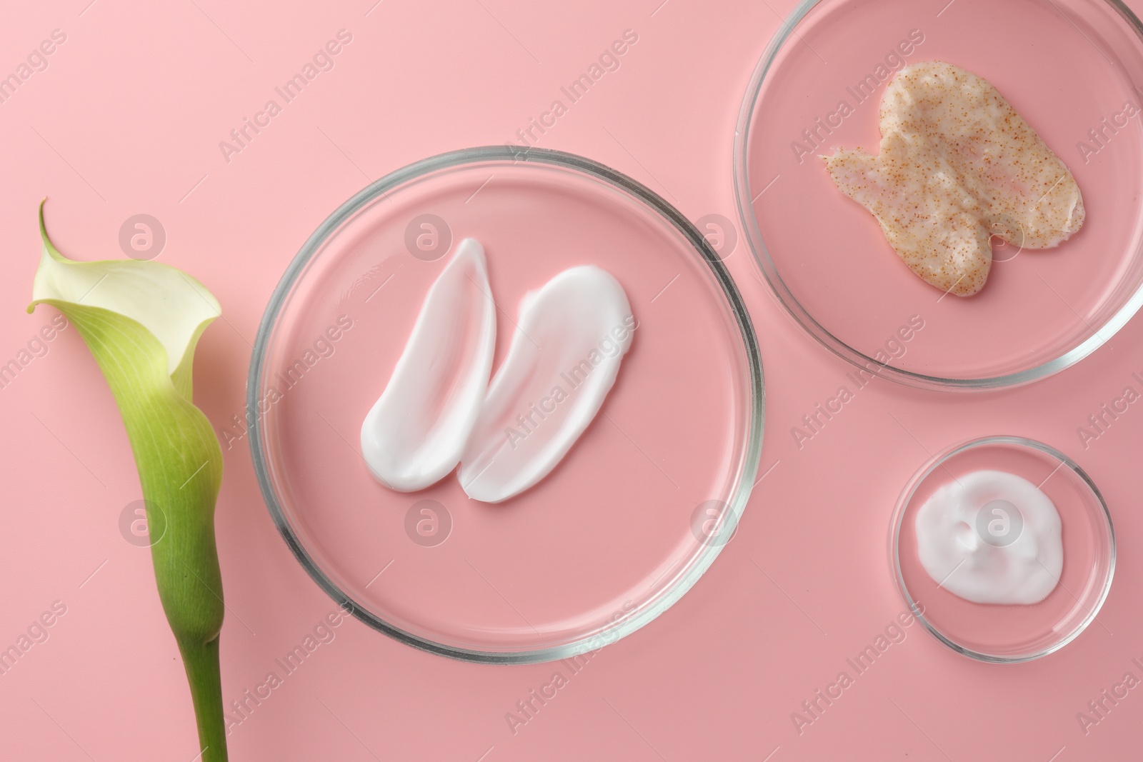 Photo of Petri dishes with cosmetic products and calla lily flower on pink background, flat lay