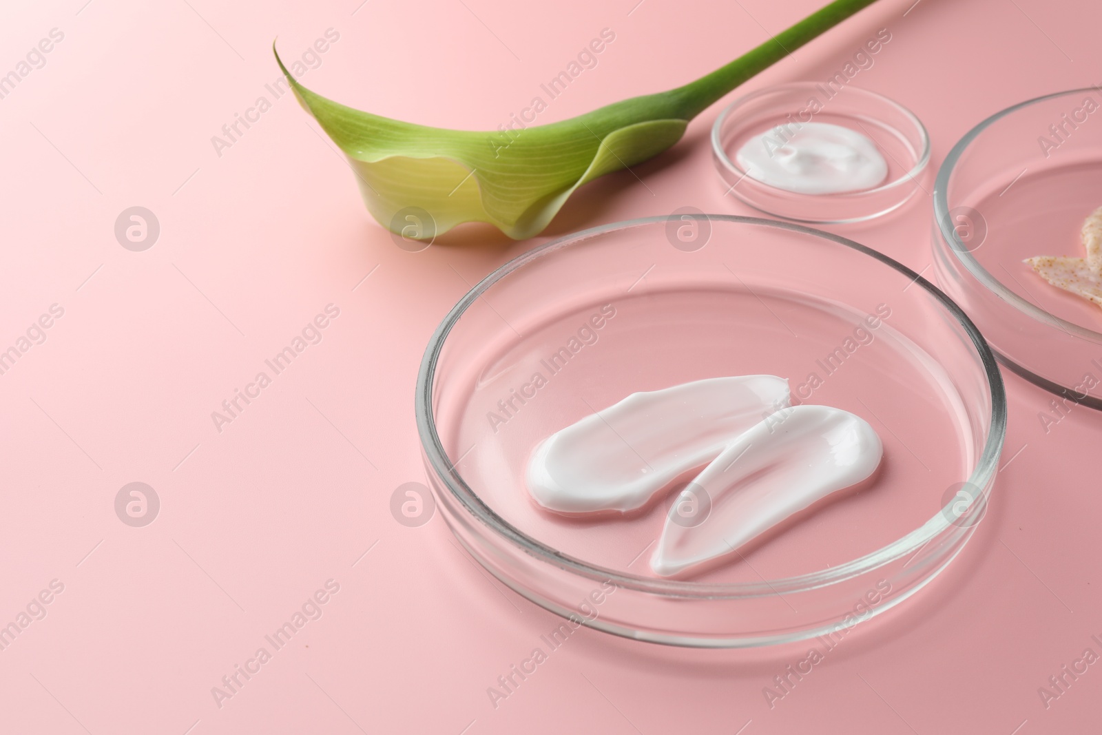 Photo of Petri dishes with cosmetic products and calla lily flower on pink background, closeup. Space for text