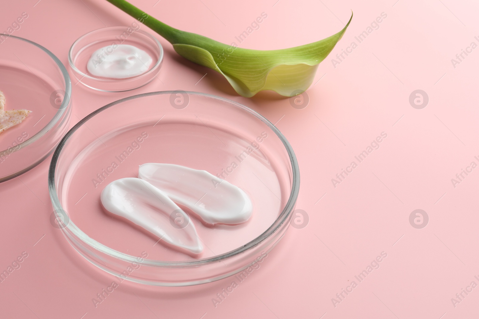 Photo of Petri dishes with cosmetic products and calla lily flower on pink background, closeup. Space for text