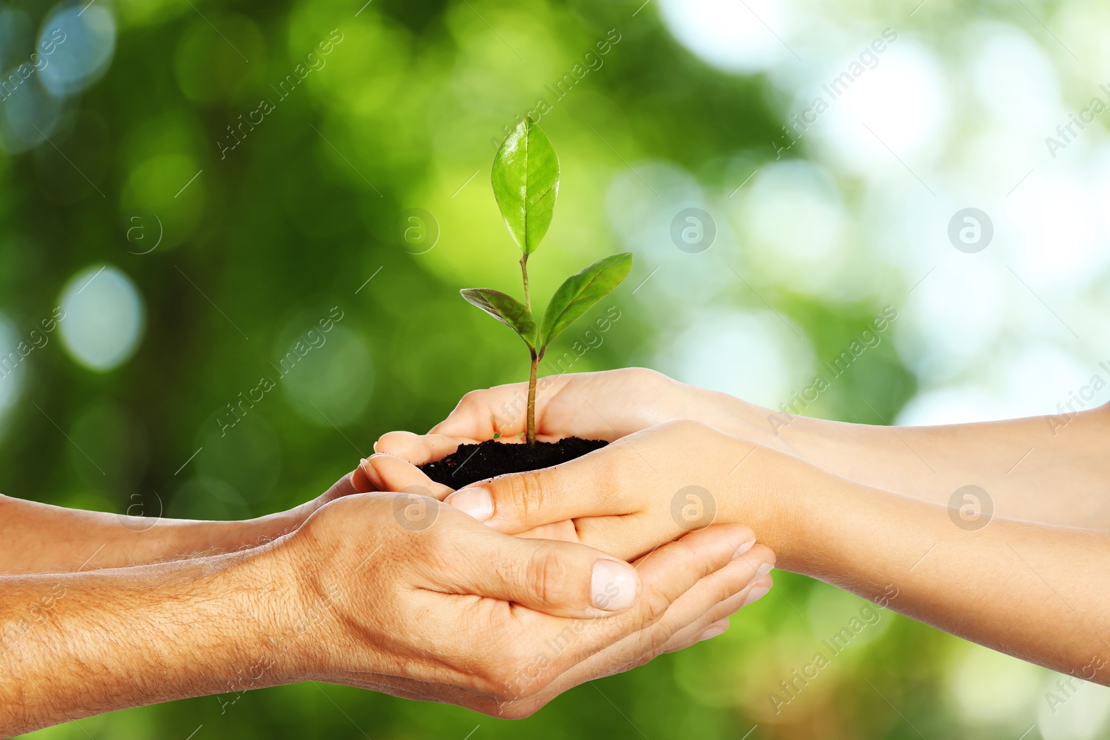 Image of Woman and man holding soil with green plant in hands against blurred background. Environment protection