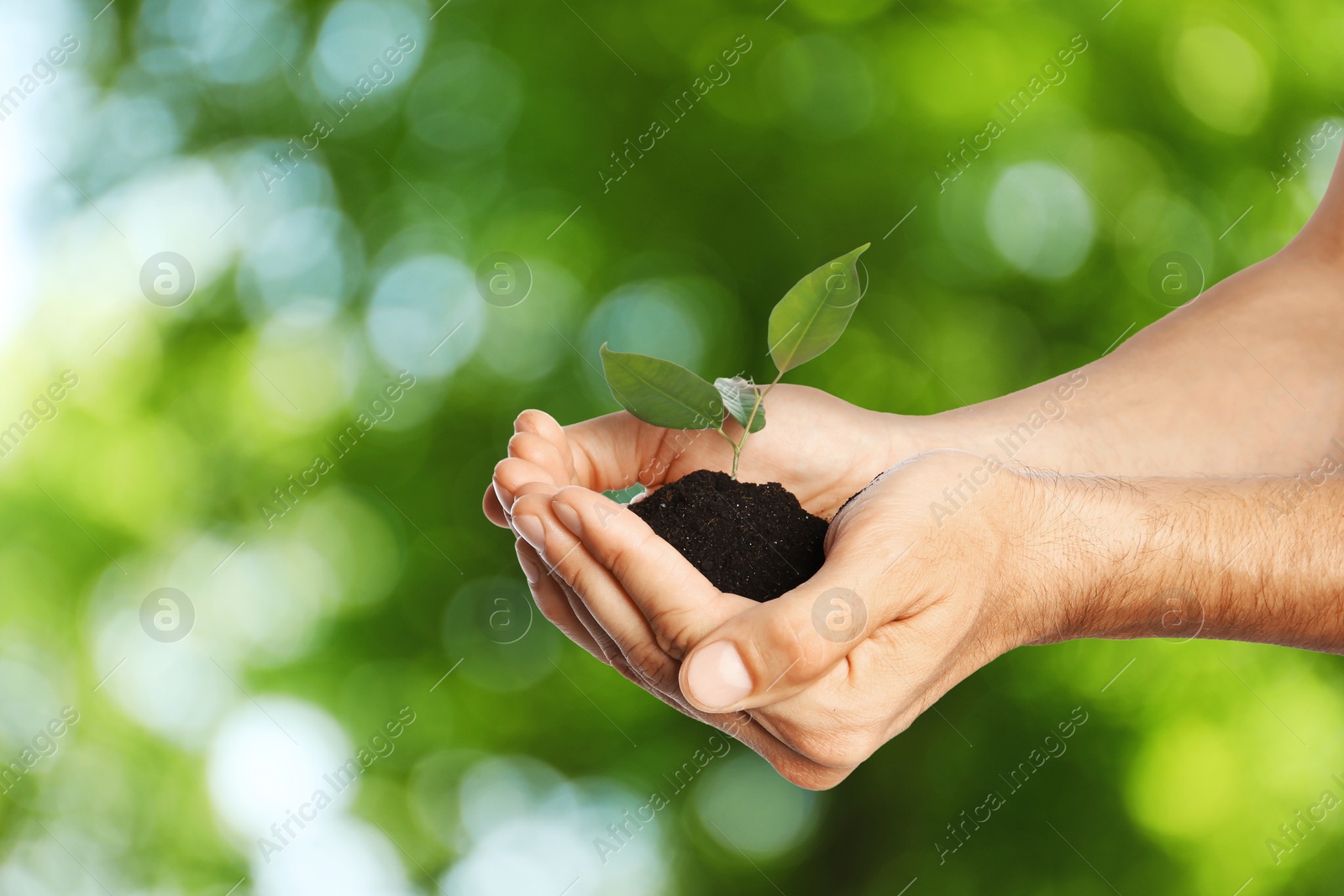 Image of Man holding soil with green plant in hands against blurred background. Environment protection