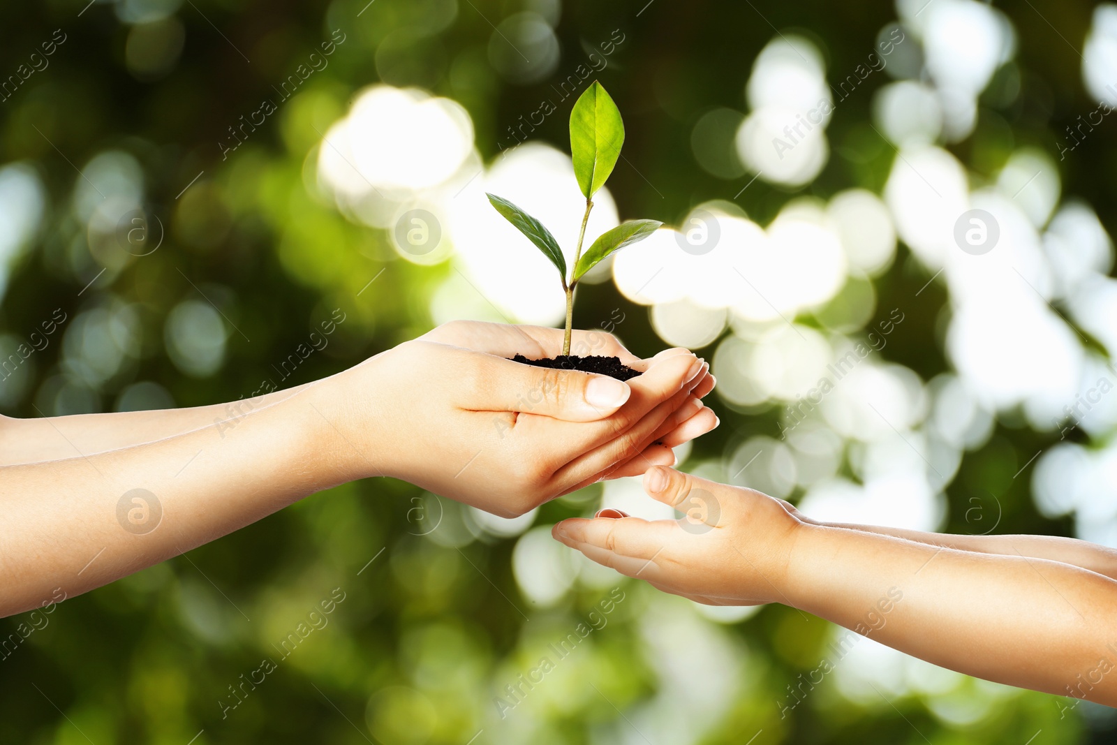 Image of Woman passing soil with green plant to her child against blurred background. Environment protection