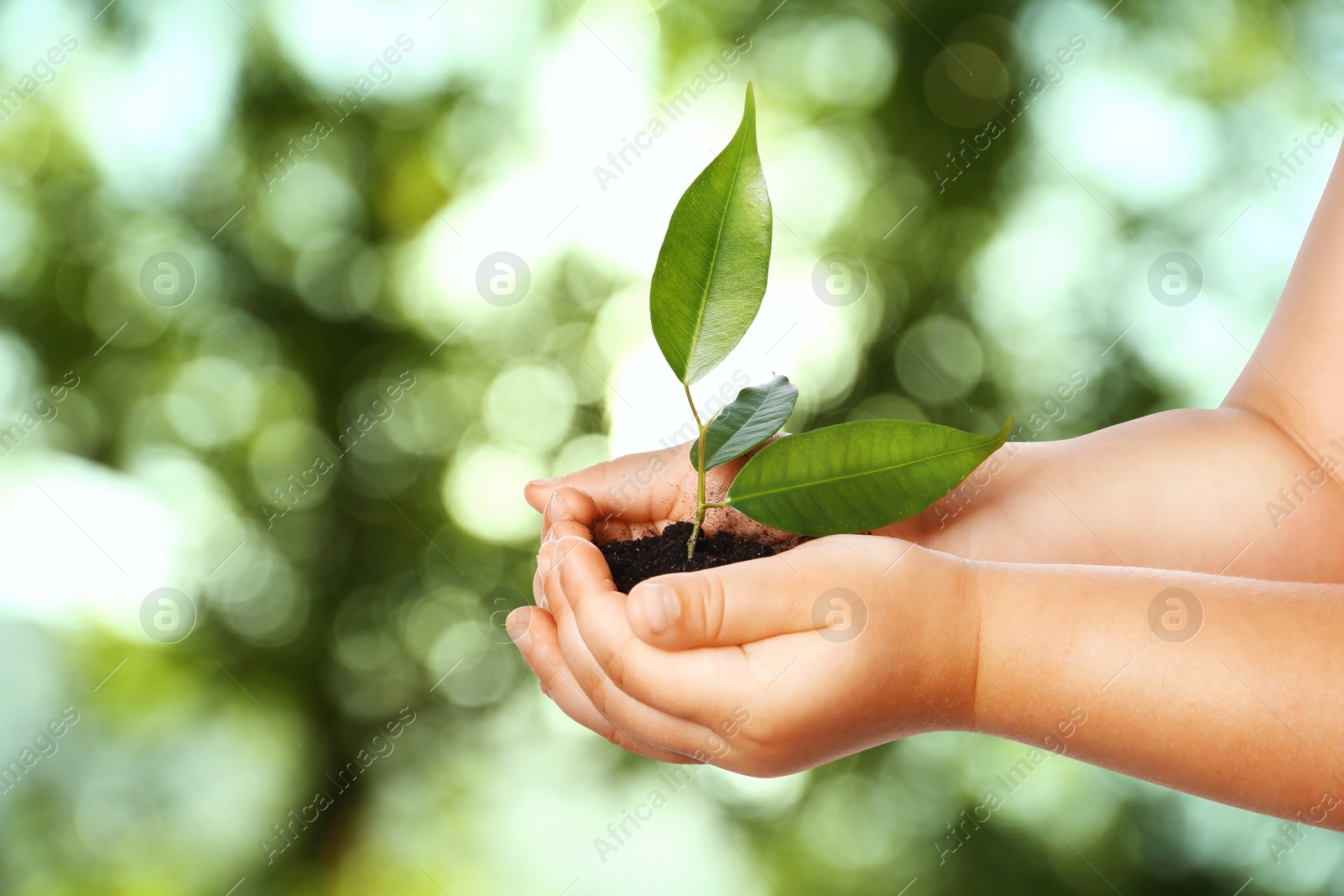 Image of Child holding soil with green plant in hands against blurred background. Environment protection