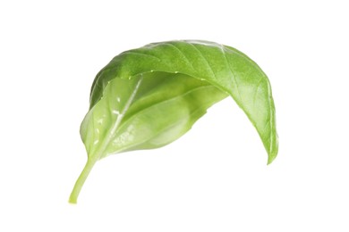 Fresh green basil leaf isolated on white