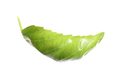 Fresh green basil leaf isolated on white