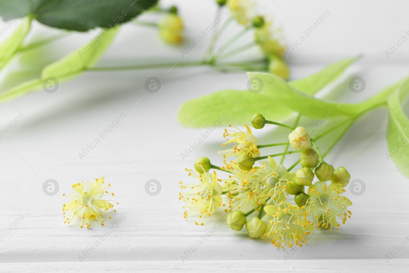 Photo of Fresh linden leaves and flowers on white wooden table, closeup