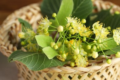 Fresh linden leaves and flowers in wicker basket on table, closeup