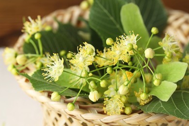 Fresh linden leaves and flowers in wicker basket on table, closeup