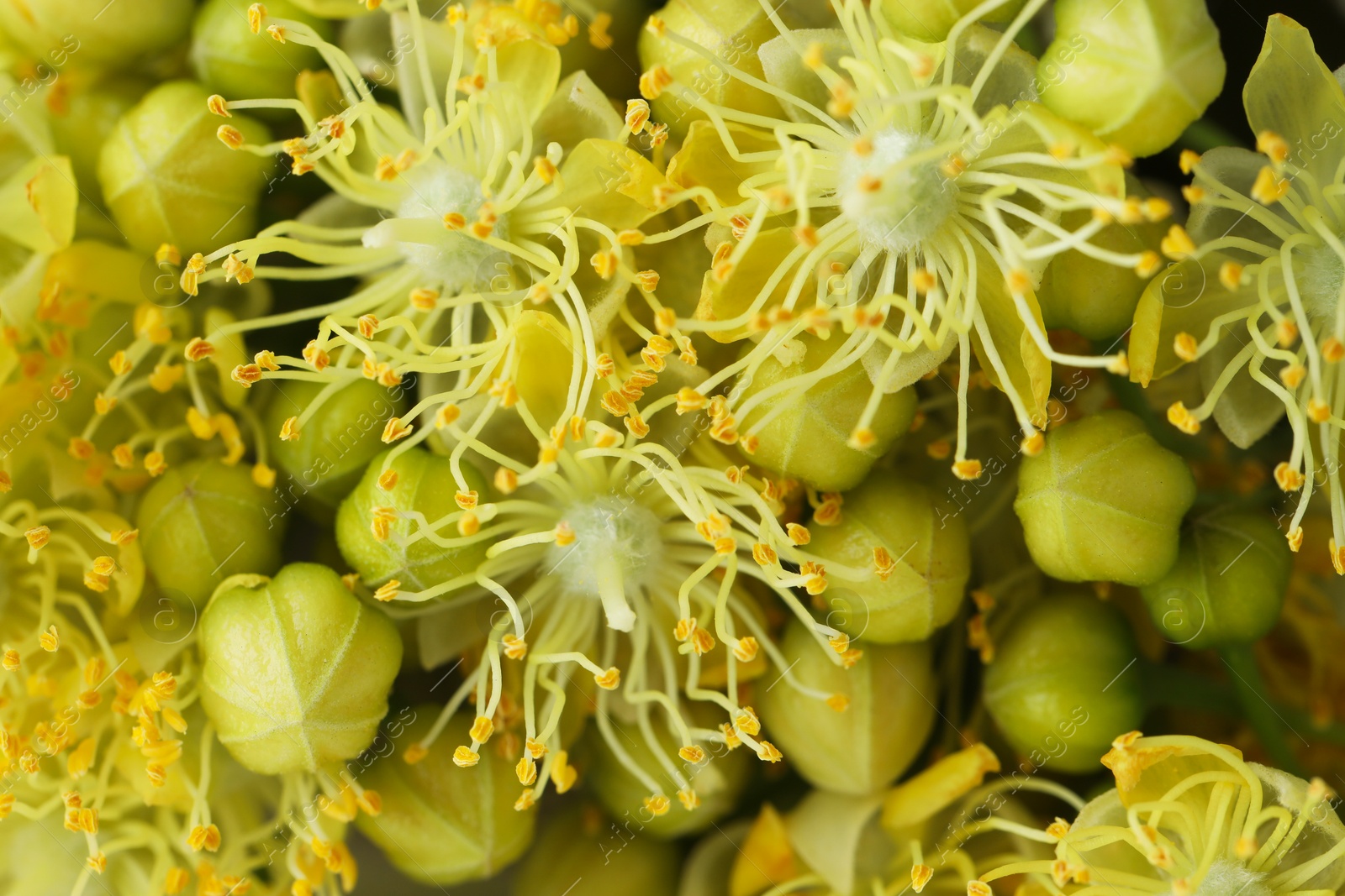 Photo of Fresh linden leaves and flowers as background, closeup