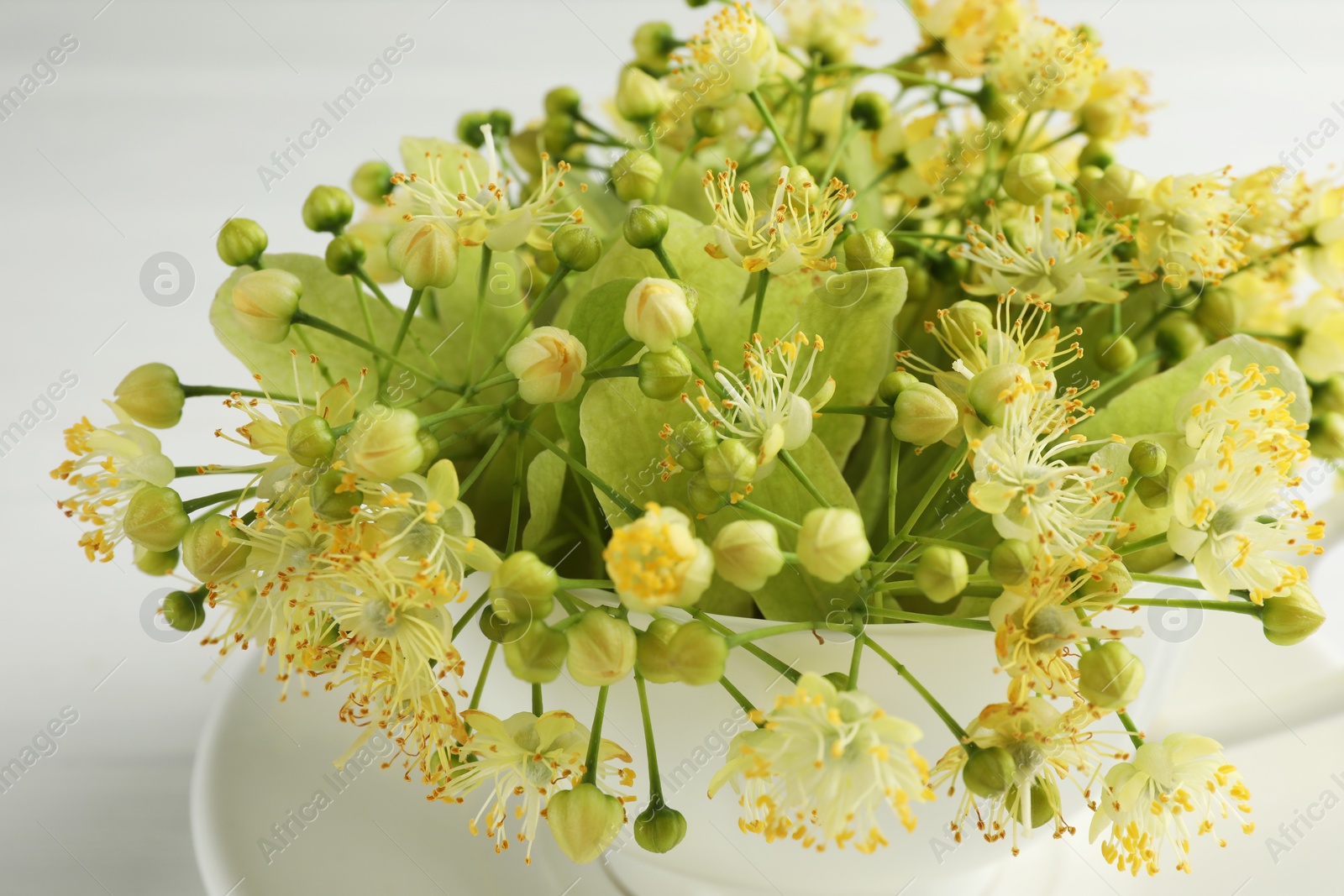 Photo of Fresh linden leaves and flowers in cup on white table, closeup