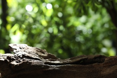 Photo of Beautiful tree branch and green leaves outdoors, closeup