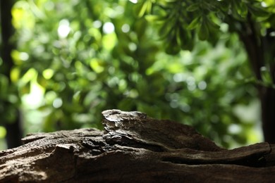 Beautiful tree branch and green leaves outdoors, closeup