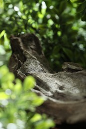 Beautiful tree branch and green leaves outdoors, closeup