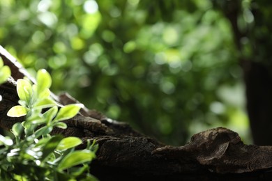 Photo of Beautiful tree branch and green leaves outdoors, closeup