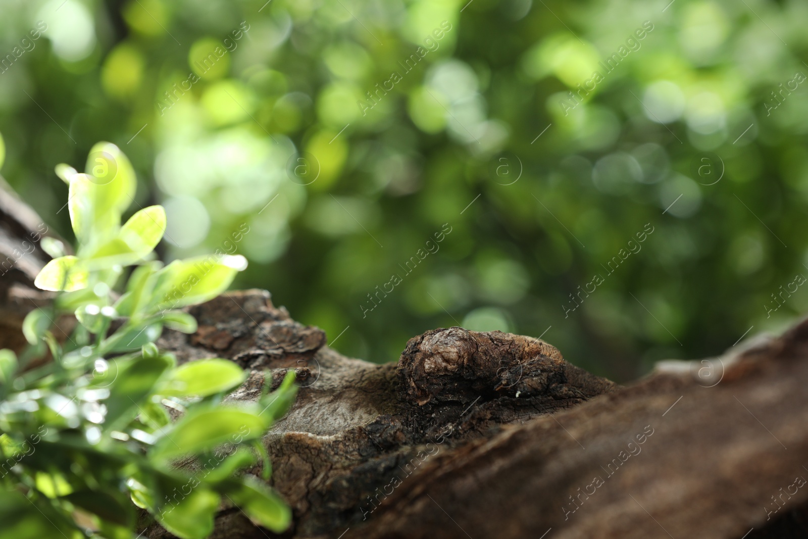 Photo of Beautiful tree branch and green leaves outdoors, closeup