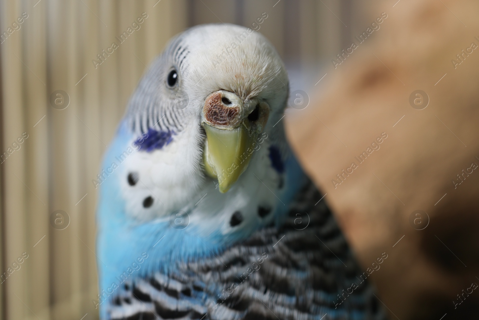 Photo of Beautiful light blue parrot in cage, closeup. Exotic pet