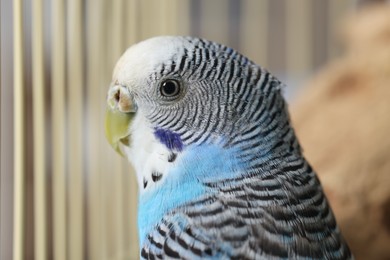 Photo of Beautiful light blue parrot in cage, closeup. Exotic pet