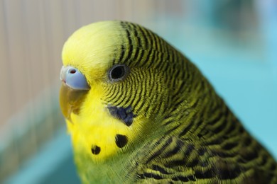 Photo of Beautiful light green parrot in cage, closeup. Exotic pet