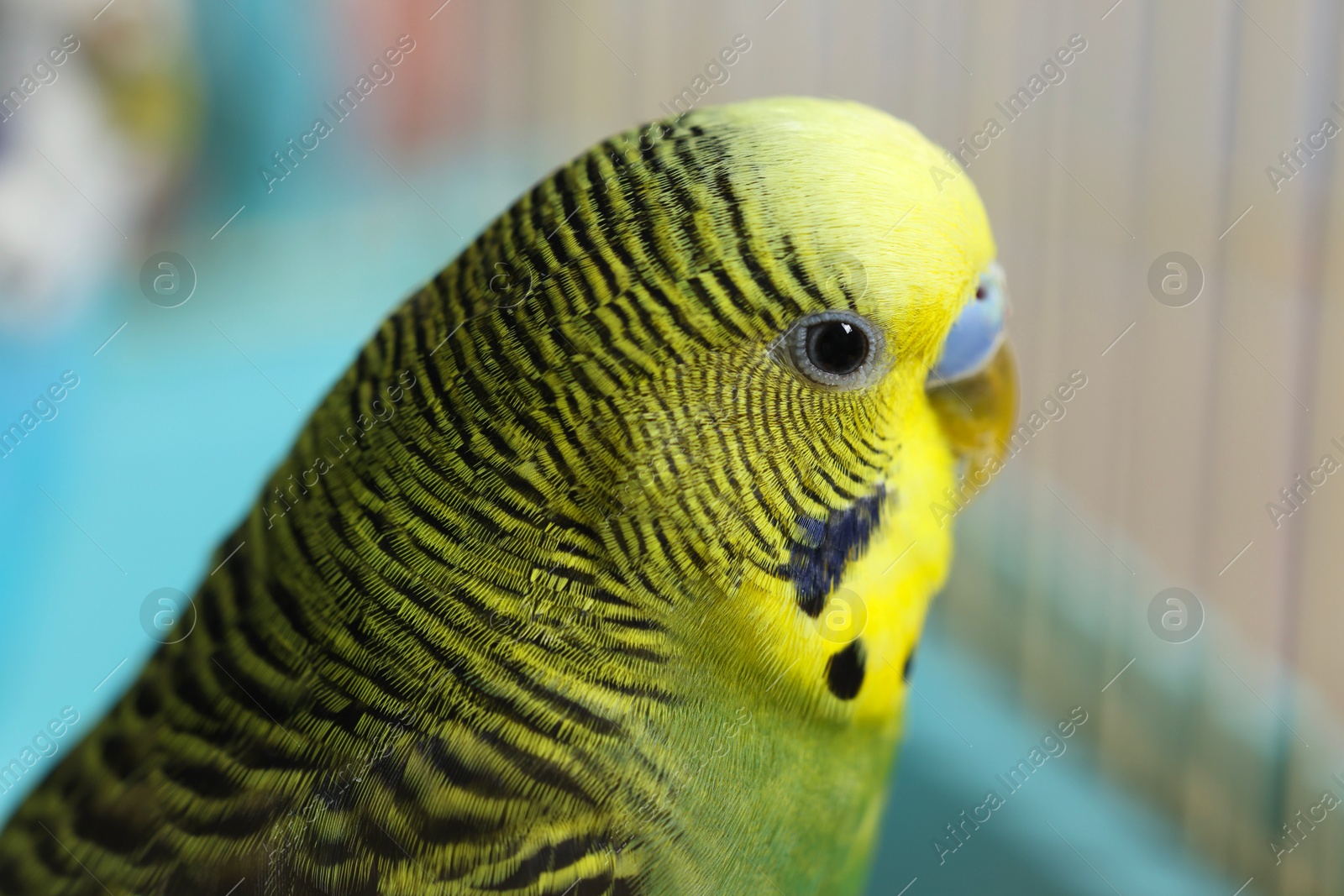 Photo of Beautiful light green parrot in cage, closeup. Exotic pet