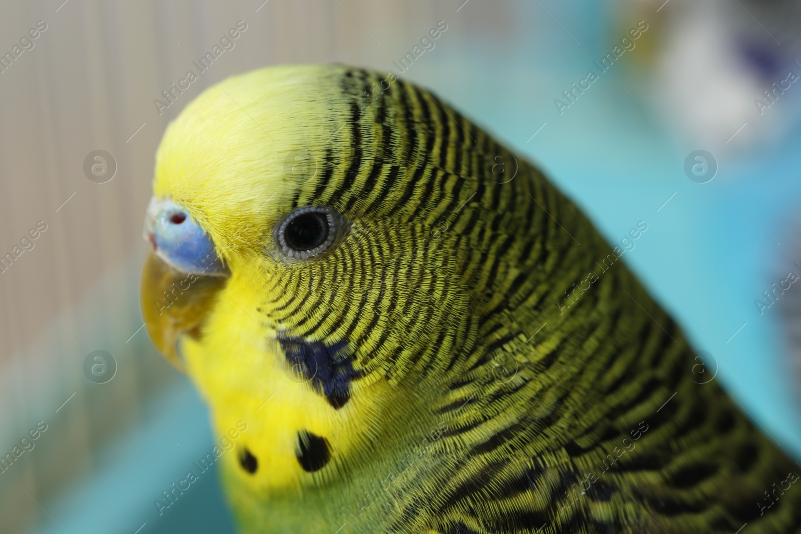 Photo of Beautiful light green parrot in cage, closeup. Exotic pet