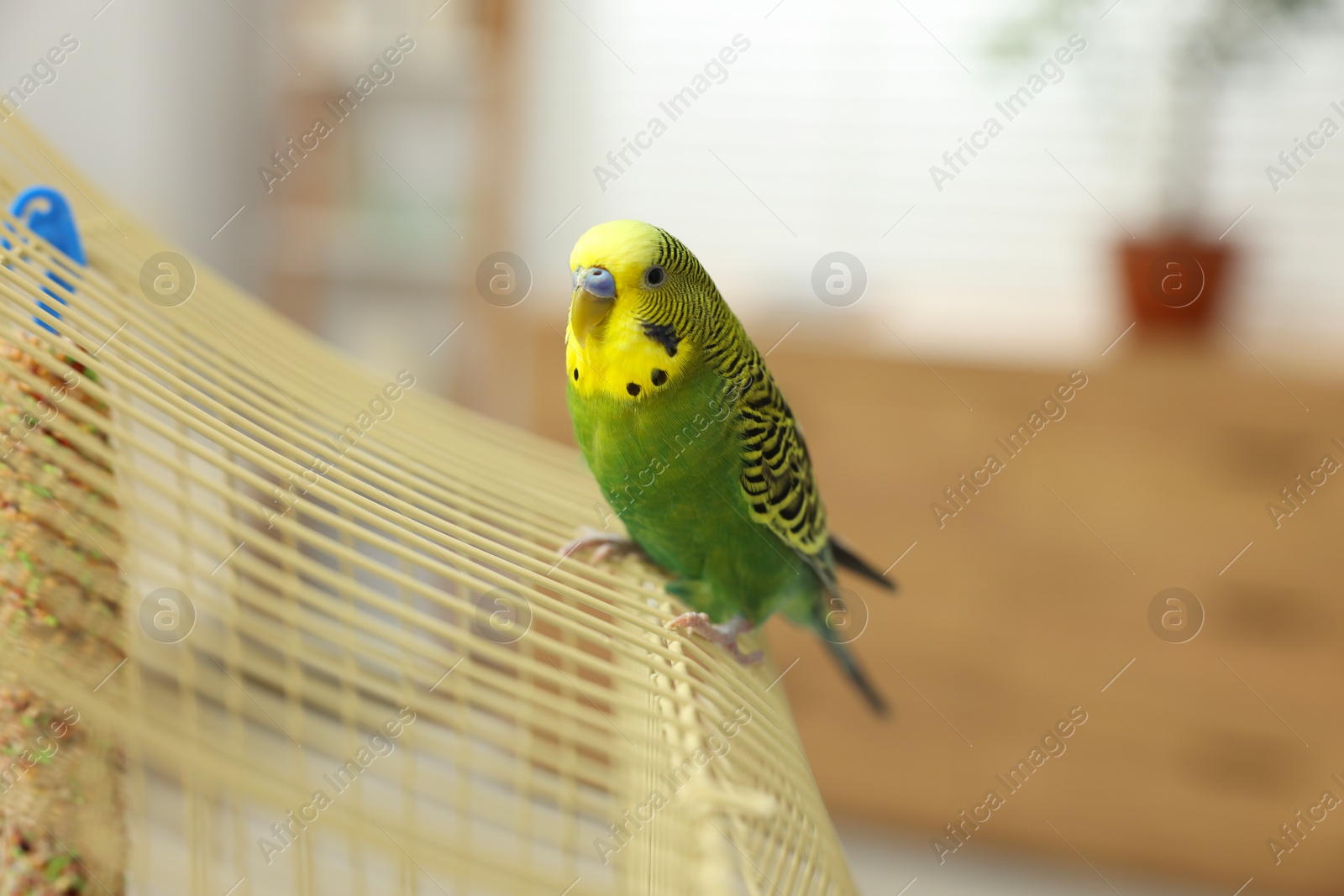 Photo of Pet parrot. Beautiful budgerigar sitting on cage indoors, space for text