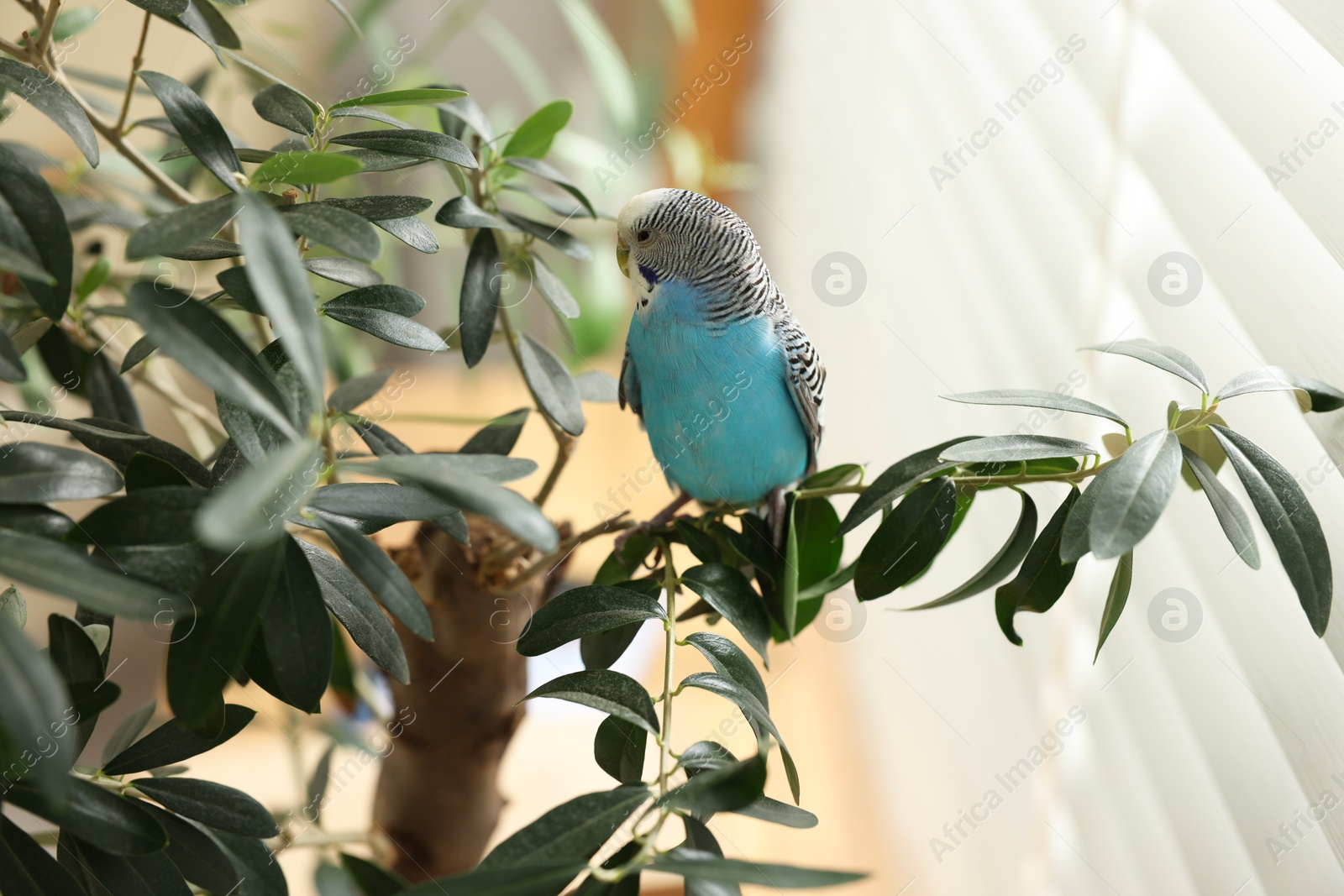 Photo of Pet parrot. Beautiful budgerigar sitting on tree indoors