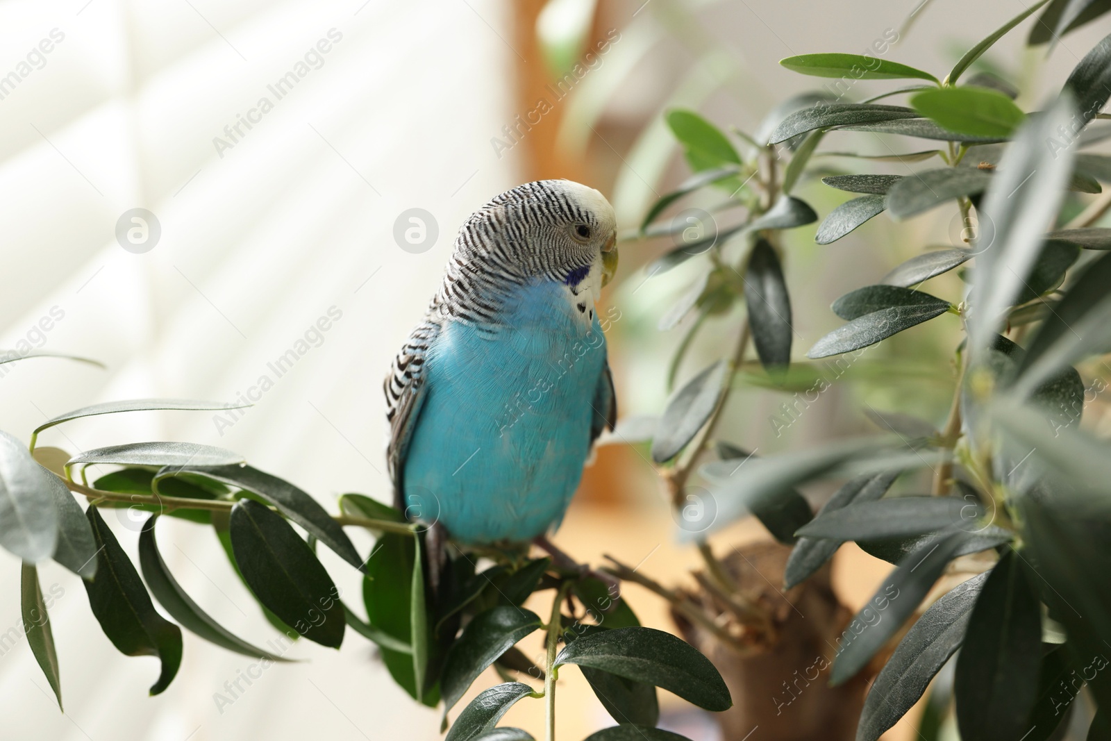 Photo of Pet parrot. Beautiful budgerigar sitting on tree indoors