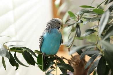 Pet parrot. Beautiful budgerigar sitting on tree indoors