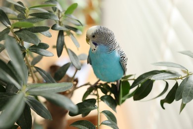 Photo of Pet parrot. Beautiful budgerigar sitting on tree indoors