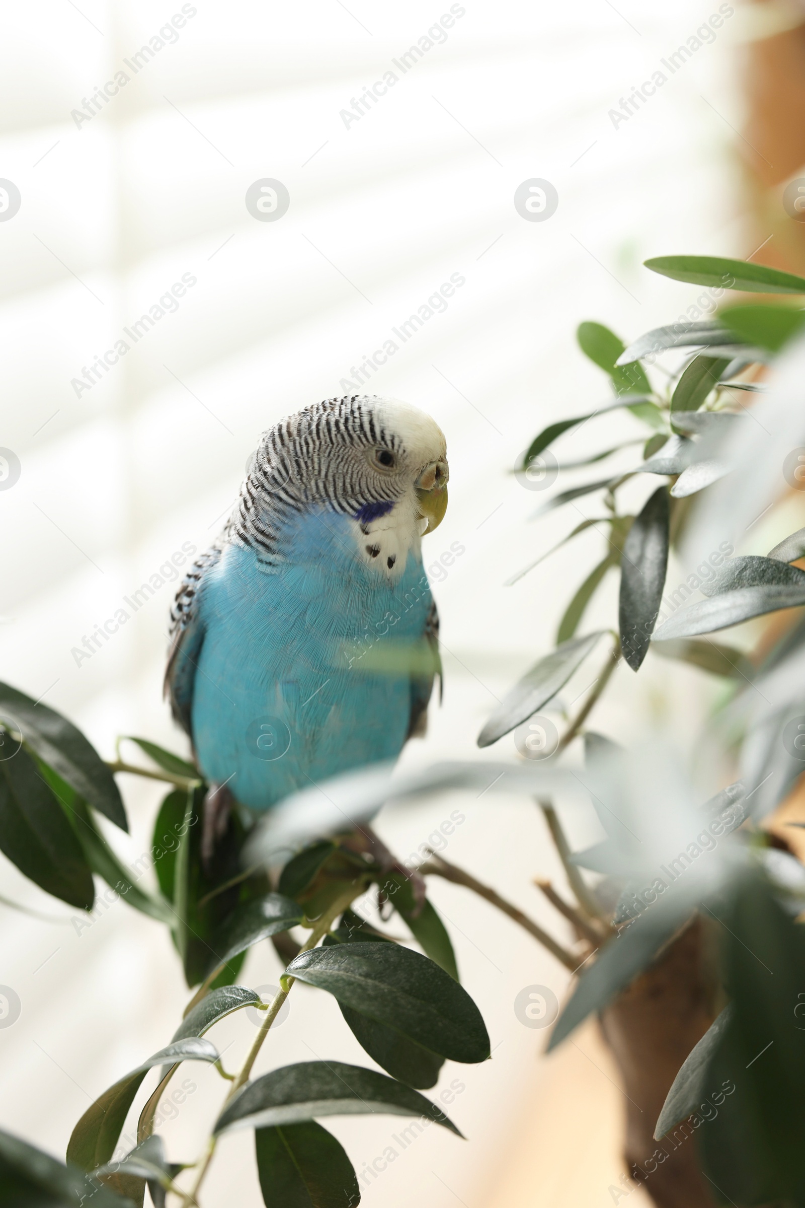 Photo of Pet parrot. Beautiful budgerigar sitting on tree indoors