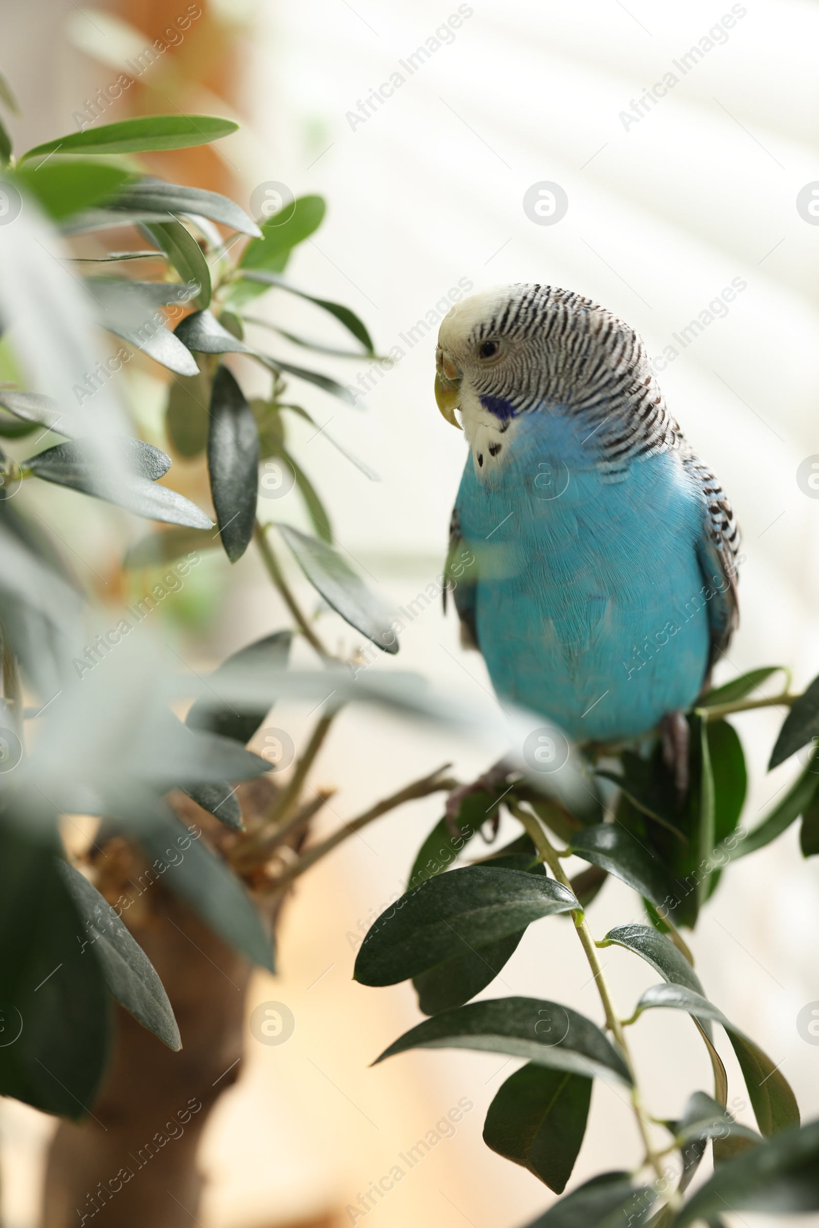 Photo of Pet parrot. Beautiful budgerigar sitting on tree indoors