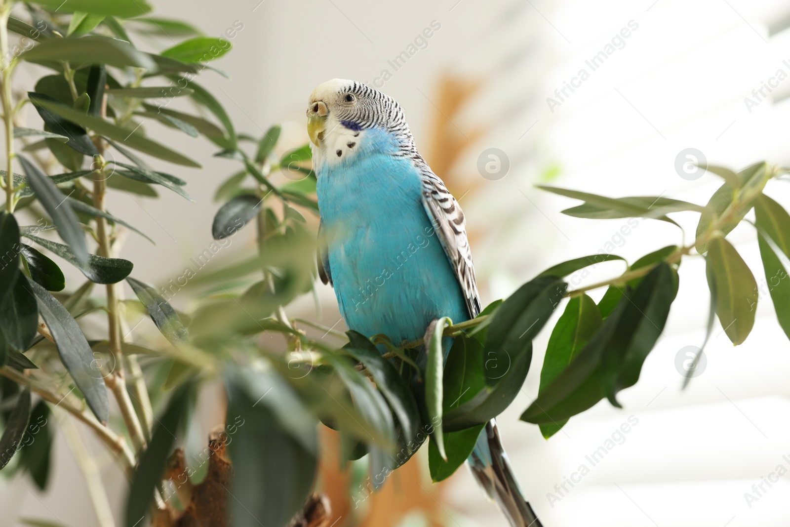 Photo of Pet parrot. Beautiful budgerigar sitting on tree indoors, low angle view