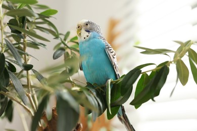 Photo of Pet parrot. Beautiful budgerigar sitting on tree indoors, low angle view