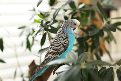 Photo of Pet parrot. Beautiful budgerigar sitting on tree indoors