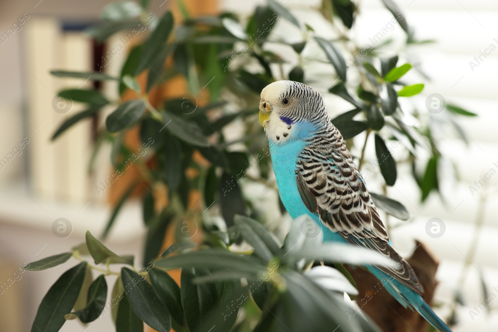 Photo of Pet parrot. Beautiful budgerigar sitting on tree indoors