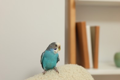 Photo of Pet parrot. Beautiful budgerigar sitting at home