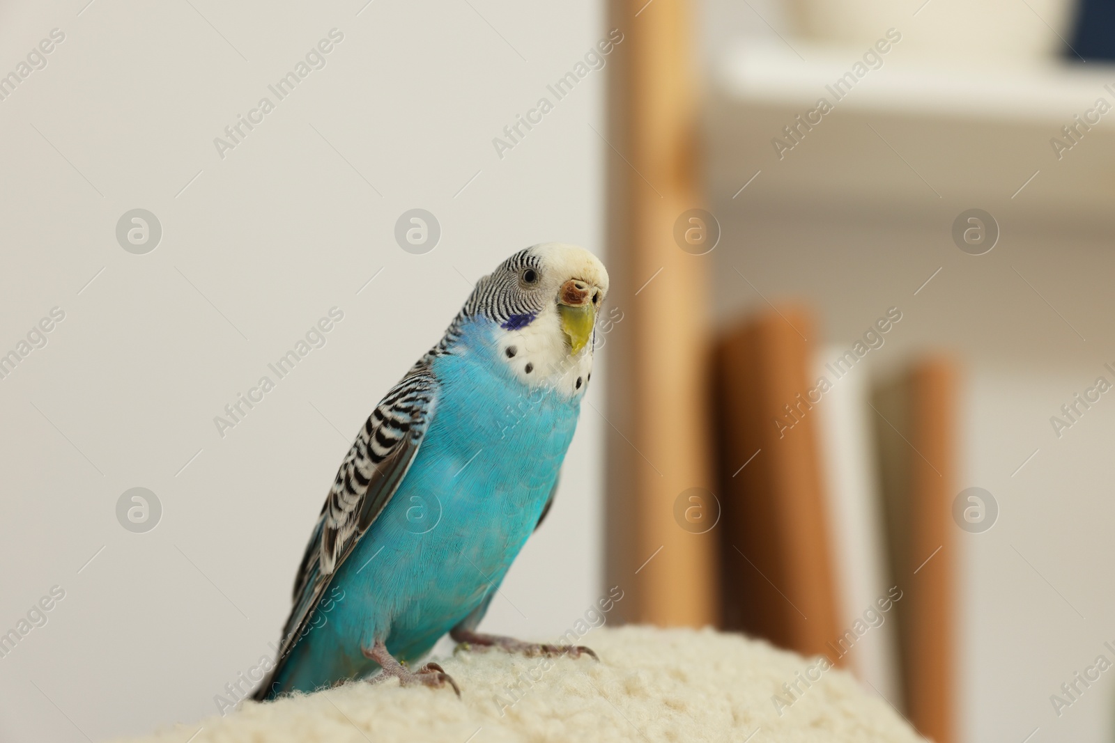 Photo of Pet parrot. Beautiful budgerigar sitting at home