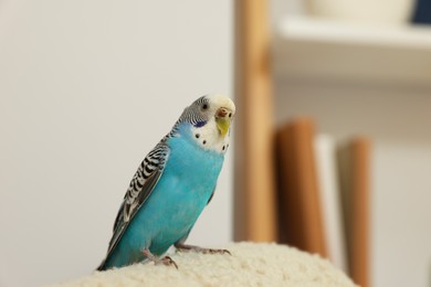 Photo of Pet parrot. Beautiful budgerigar sitting at home