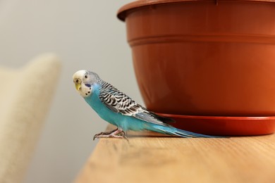 Photo of Pet parrot. Beautiful budgerigar sitting on wooden table at home