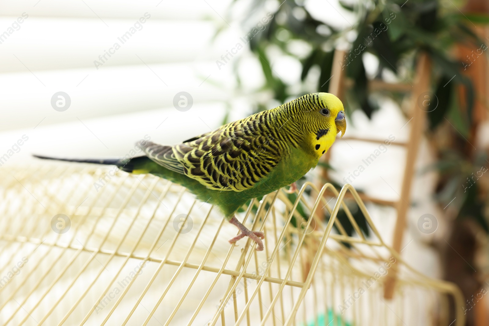 Photo of Pet parrot. Beautiful budgerigar sitting on cage indoors