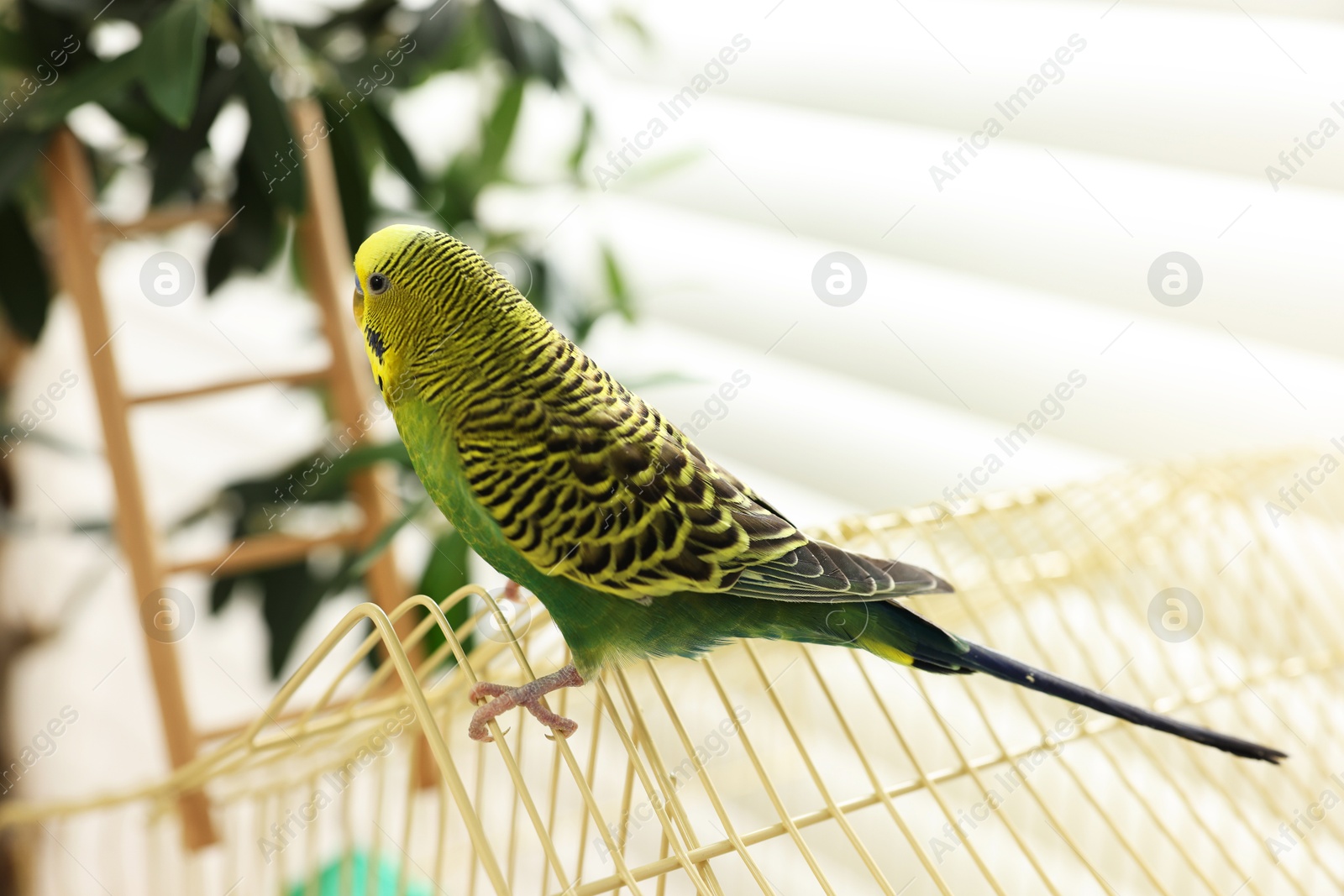 Photo of Pet parrot. Beautiful budgerigar sitting on cage indoors