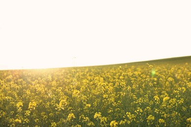 Photo of Beautiful view of field with blooming rapeseed on spring day