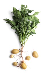 Photo of Potato plant with tubers isolated on white, top view