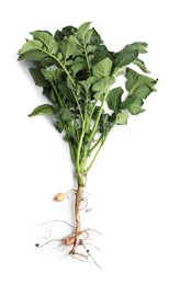 Potato plant with tubers isolated on white, top view