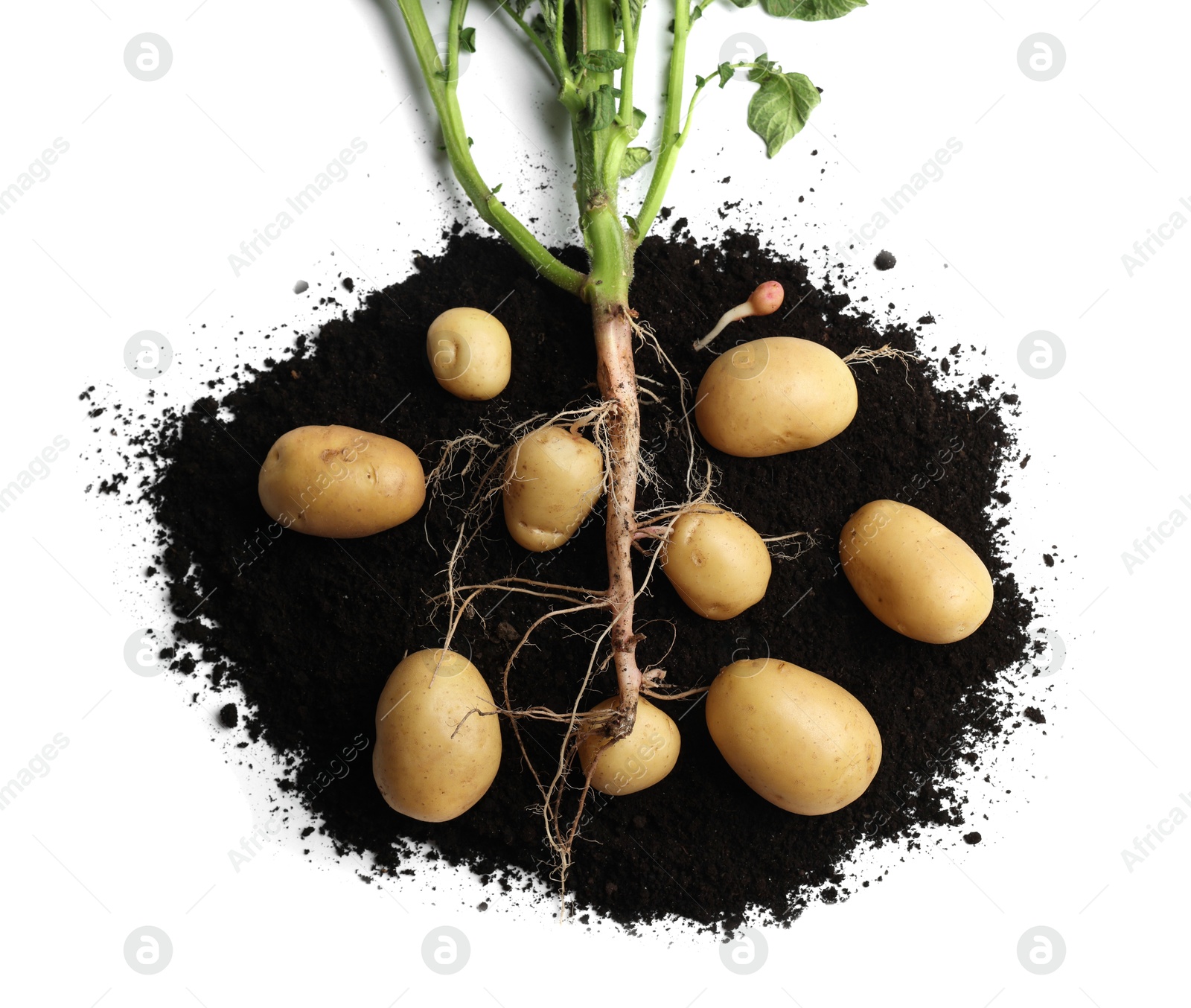 Photo of Potato plant with tubers and soil isolated on white, top view