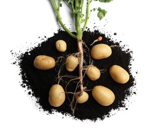 Potato plant with tubers and soil isolated on white, top view