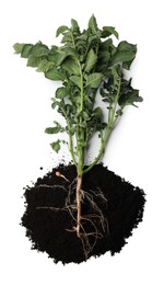 Photo of Potato plant and soil isolated on white, top view