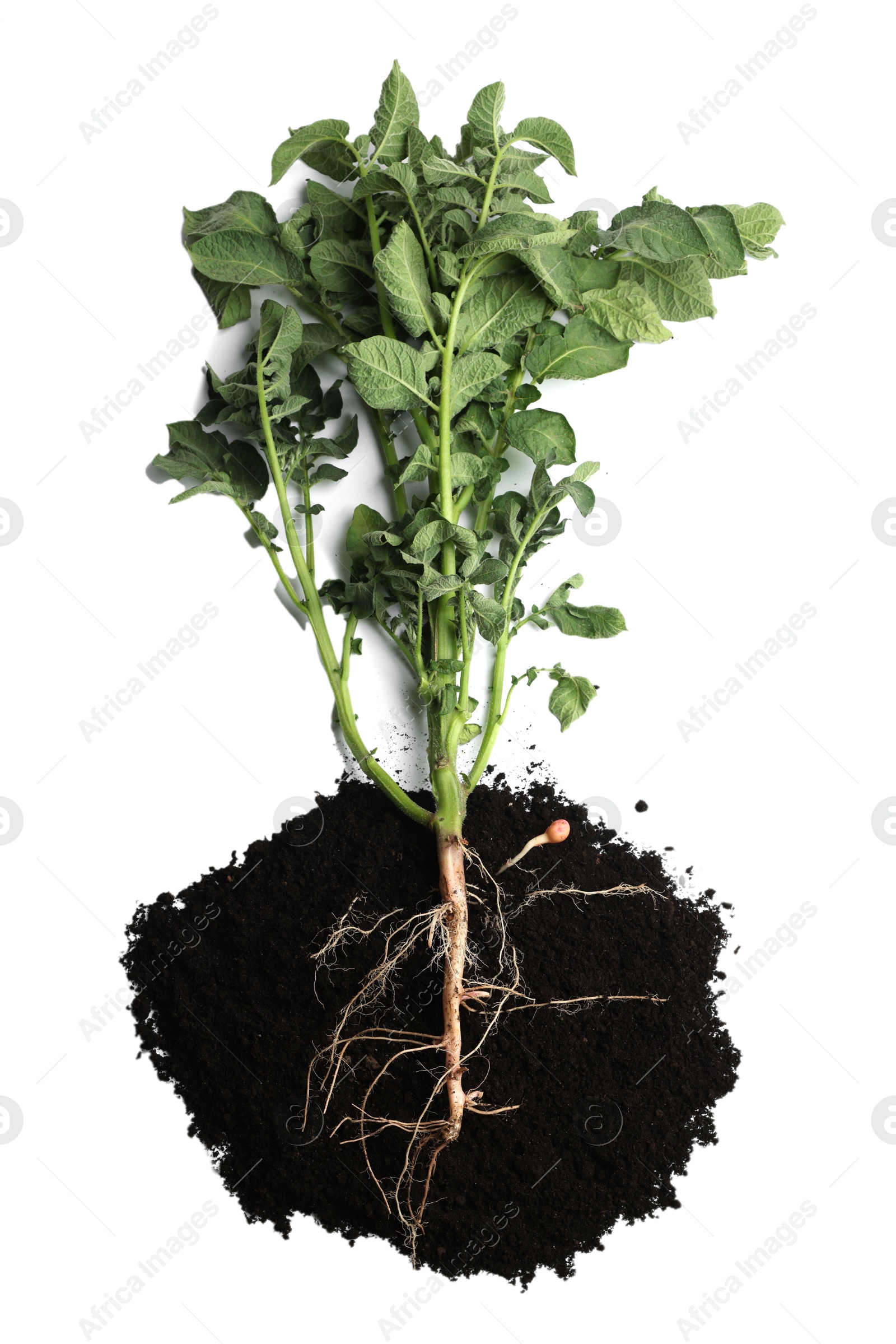 Photo of Potato plant and soil isolated on white, top view