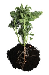 Potato plant and soil isolated on white, top view